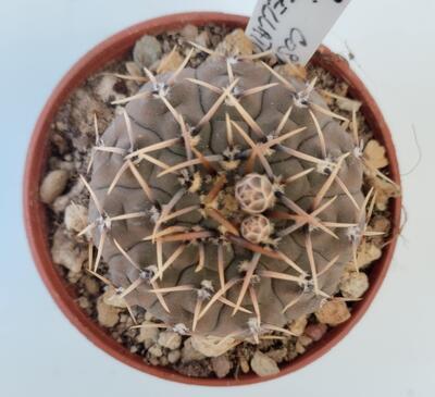 Gymnocalycium stellatum - 2