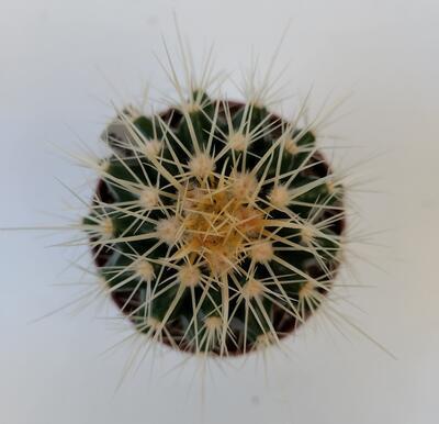 Echinocactus grusonii - 2