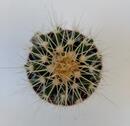 Echinocactus grusonii - 2/2