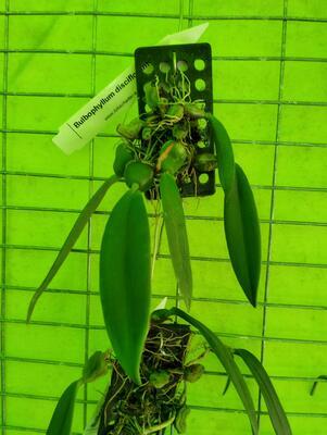 Bulbophyllum disciflorum - 2