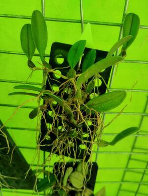 Bulbophyllum purpurascens - 2