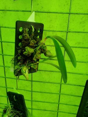 Bulbophyllum khayoaiense - 2