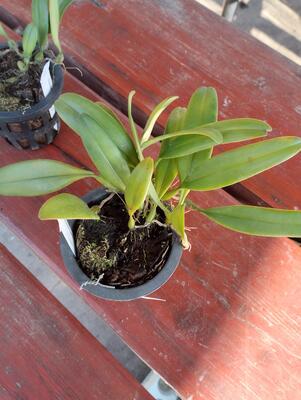 Bulbophyllum gracillimum - 2