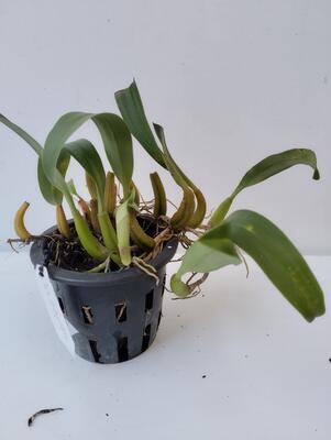 Bulbophyllum elevatopunctatum - 2