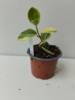 Hoya australis 'albomarginata' - 2