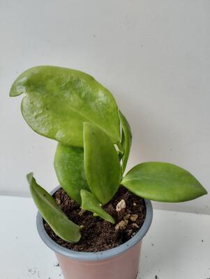 Hoya anulata - 2