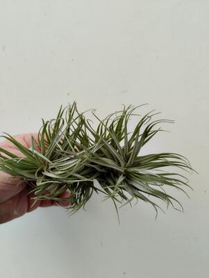 Tillandsia tenuifolia var. saxicola - 2