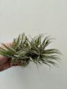 Tillandsia tenuifolia var. saxicola - 2/3