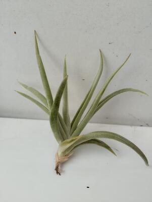 Tillandsia santiagoensis - 2