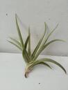 Tillandsia santiagoensis - 2/3