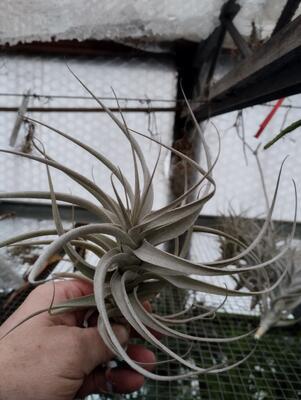 Tillandsia werdermannii - 2