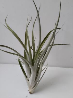 Tillandsia elizabethae - 2