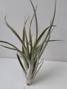 Tillandsia elizabethae - 2/2