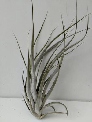 Tillandsia elizabethae (velká) - 2