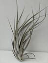 Tillandsia elizabethae (velká) - 2/2