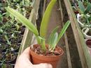 Brassavola glauca - 2/4