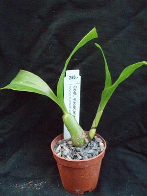 Coelogyne virescens - 2