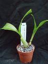 Coelogyne virescens - 2/2