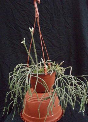 Rhipsalis pilocarpa - velká rostlina - 2