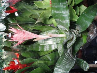 Aechmea fasciata - 2