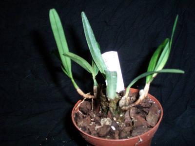 Maxillaria cerifera - 2