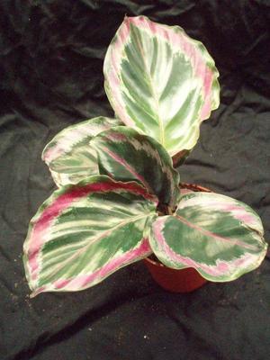 Calathea roseo-picta - 2