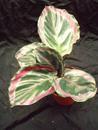 Calathea roseo-picta - 2/3