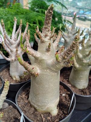 Adenium 'Baobab' - 3