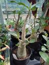 Adenium 'Thai Temple' - 3/3