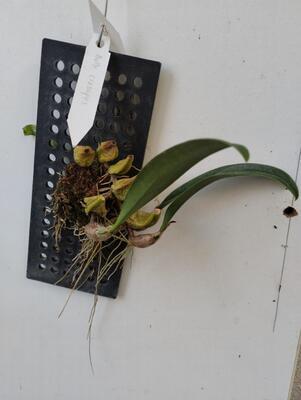 Bulbophyllum crassipes - 3