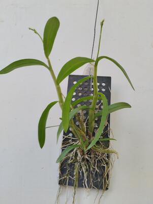 Dendrobium delacourii - 3