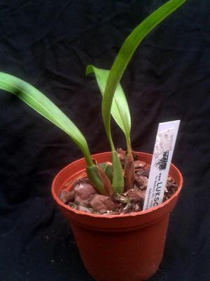 Maxillaria acutifolia - 3