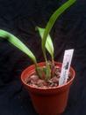 Maxillaria acutifolia - 3/3