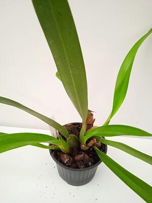 Maxillaria meleagris - 3