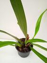 Maxillaria meleagris - 3/4