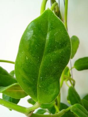 Hoya ciliata - 3