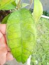 Hoya sp. Perak Malay - 3/3