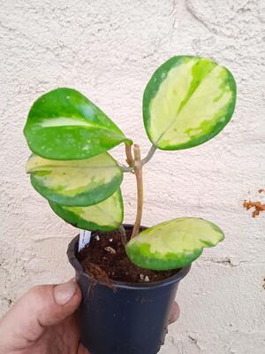 Hoya obovata 'variegata' - 3