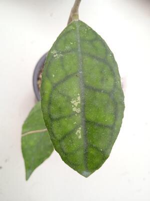Hoya finlaysonii 'Big Leaf' - 3