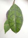 Hoya finlaysonii 'Big Leaf' - 3/4