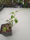 Hoya coronaria red - 3/4