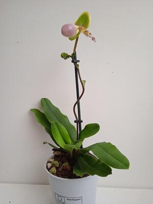 Kvetoucí orchidej - Paphiopedilum Pinocchio - 3