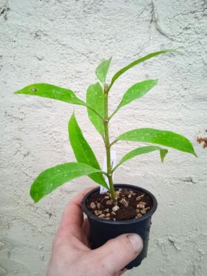 Hoya multiflora 'Laos' - 3