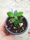 Hoya carmelae - 3/3