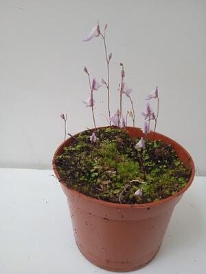 Utricularia sandersonii (bublinatka) - 3