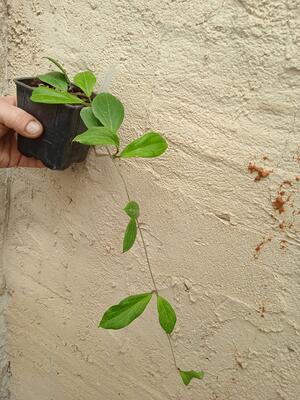 Hoya camphorifolia (větší řízek) - 3
