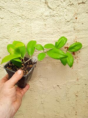 Hoya kickii (větší rostlina) - 3