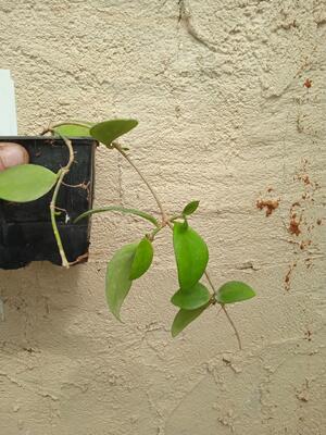 Hoya myrmecopa (větší rostlina) - 3