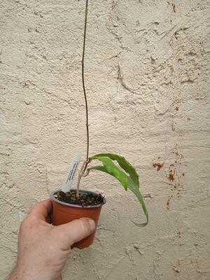 Hoya finlaysonii 'Dark Green Leaf' - 3