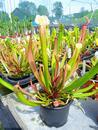 Sarracenia stevensii - 3/3